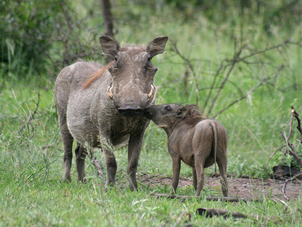 Hluhluwe Imfolozi Park - Full-Day Tour in KwaZulu Natal
