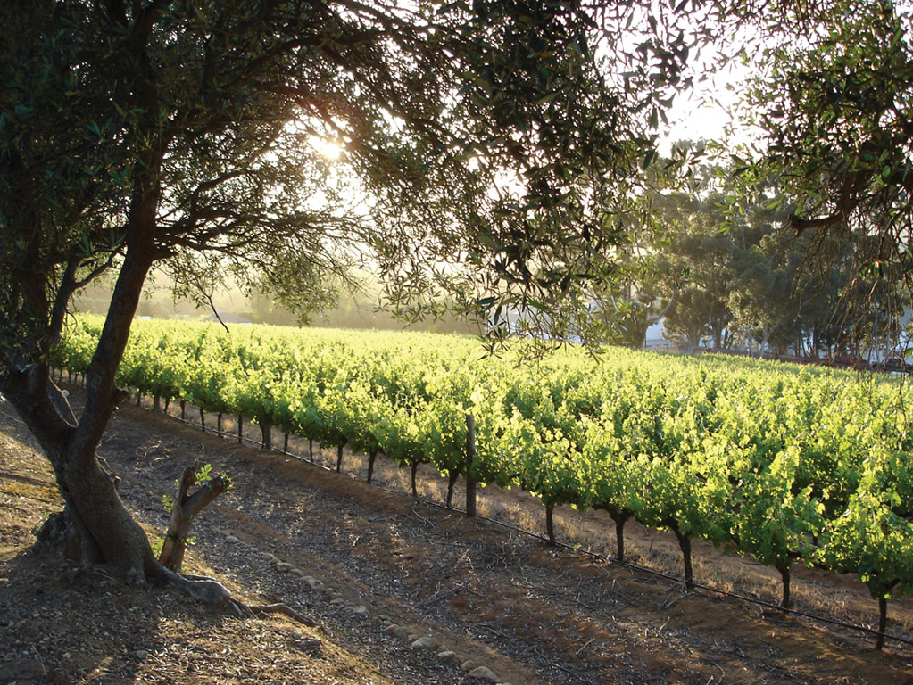 Stellenbosch Winelands - Half-Day Tour - W. Cape - Cape Town - Garden Route
