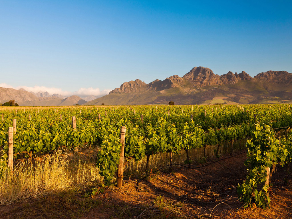 Stellenbosch Winelands - Half-Day Tour - W. Cape - Cape Town - Garden Route