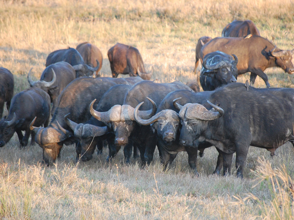 Kruger National Park Open Vehicle Safari