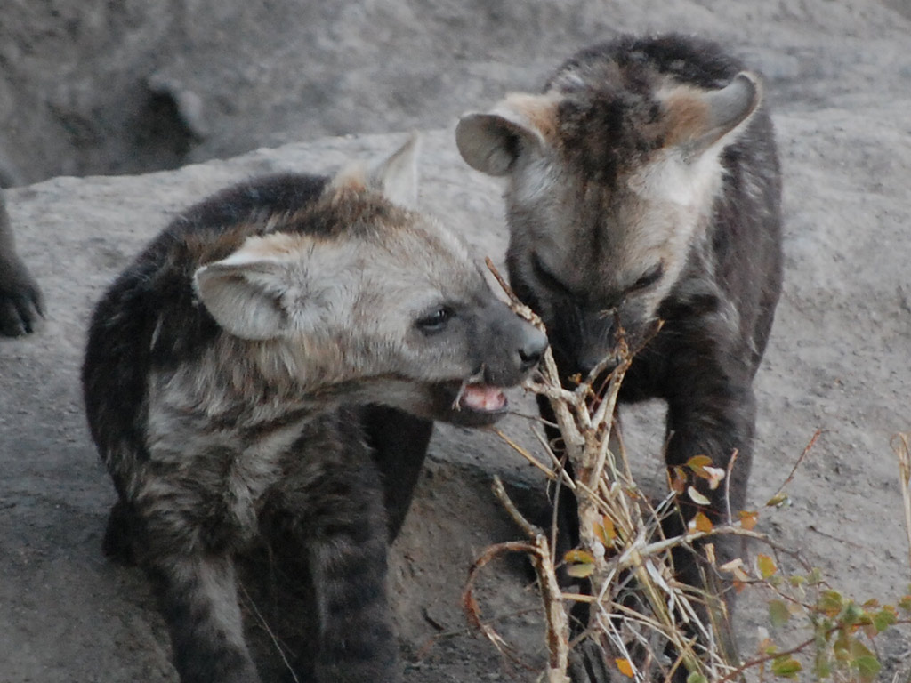 Kruger National Park Open Vehicle Safari