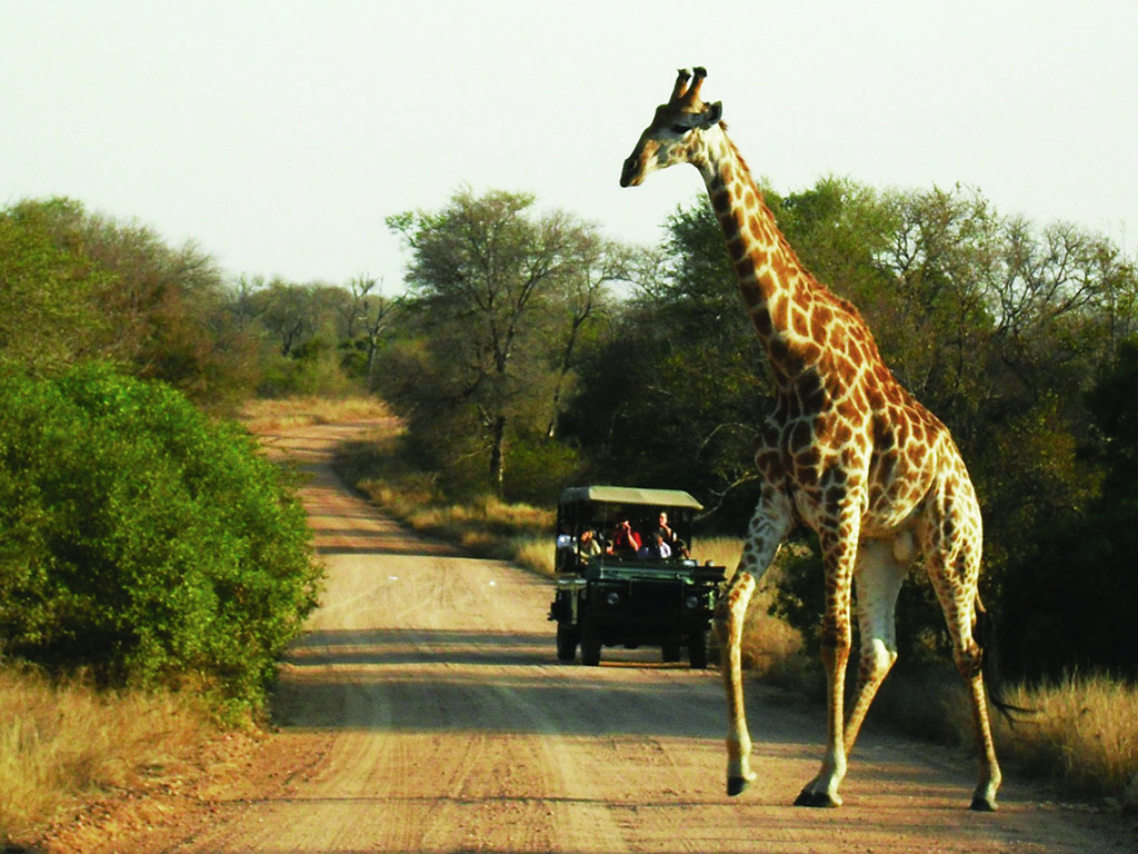 Kruger National Park Open Vehicle Safari