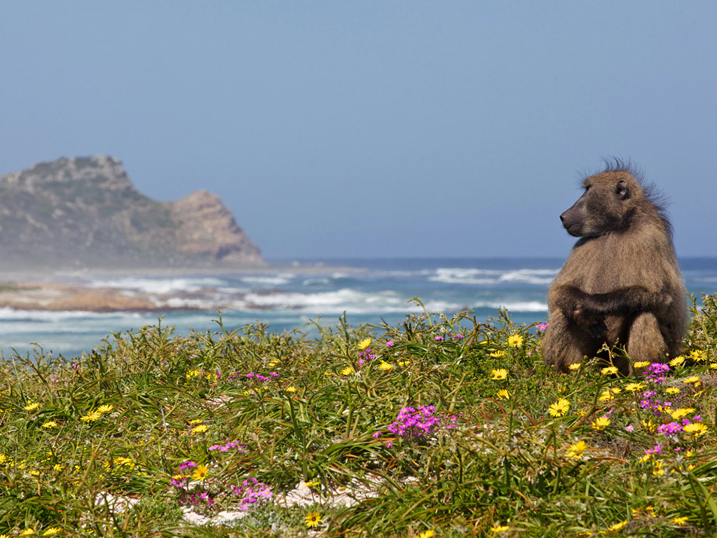Cape Town Peninsula - Full-Day Tour