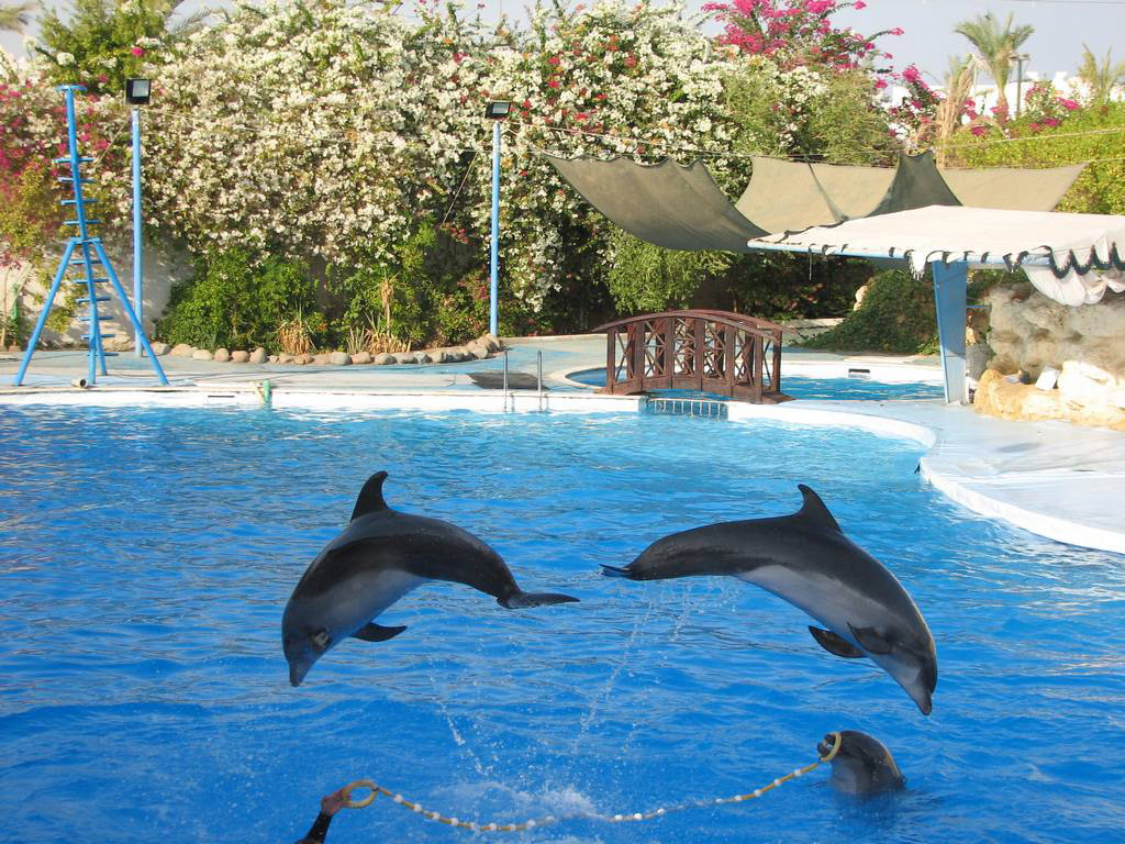 Dolphin Show - Hurghada