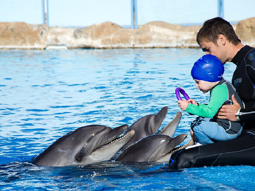 Dolphin Show - Hurghada