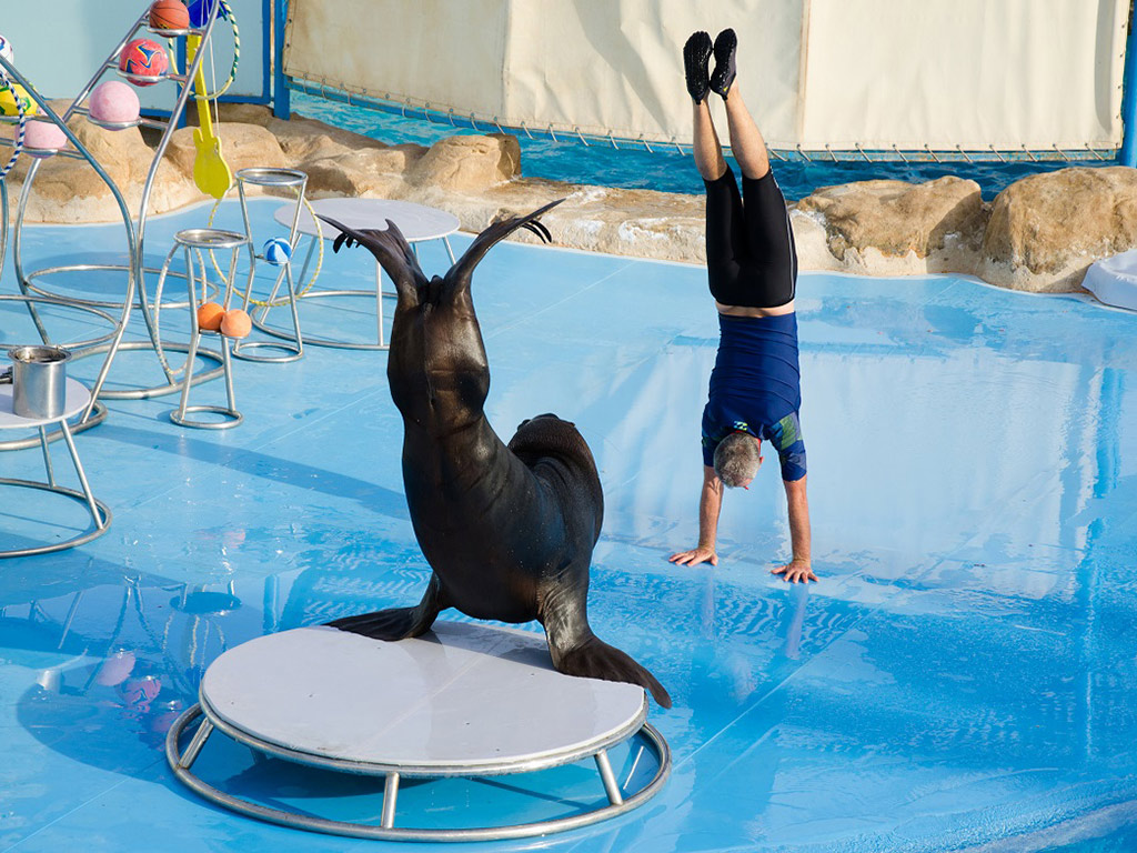 Dolphin Show - Hurghada