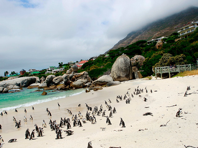 Cape Point Half Day Tour - W. Cape - Cape Town - Garden Route