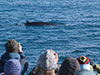 Whale Watching in the Midnight Sun