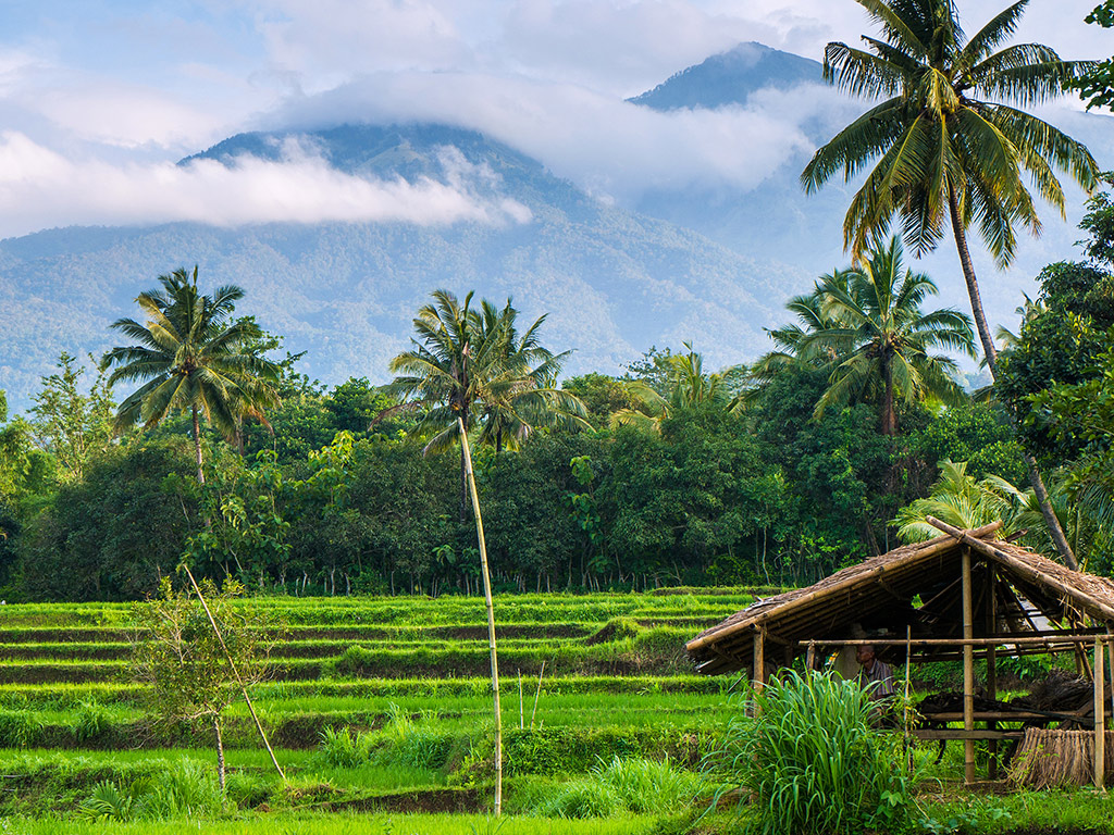Half Day Hills and Rice Terrace - Private Tour - Lombok