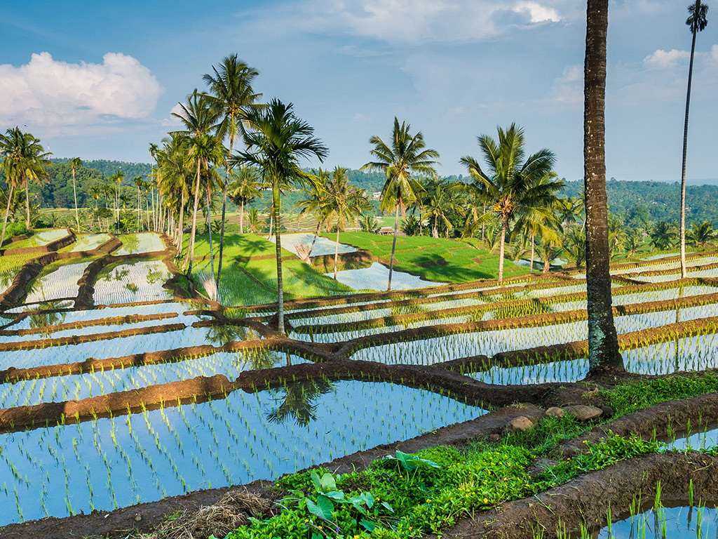 Half Day Hills and Rice Terrace - Private Tour - Lombok