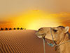 Overnight Desert Safari