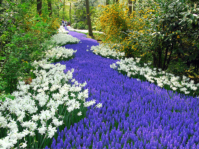 Keukenhof: The Garden of Europe - Half-Day Tour
