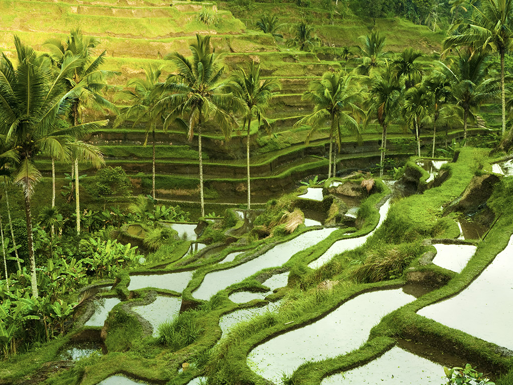 Fascinating Ubud and Tampak Siring - Half-Day Private Tour