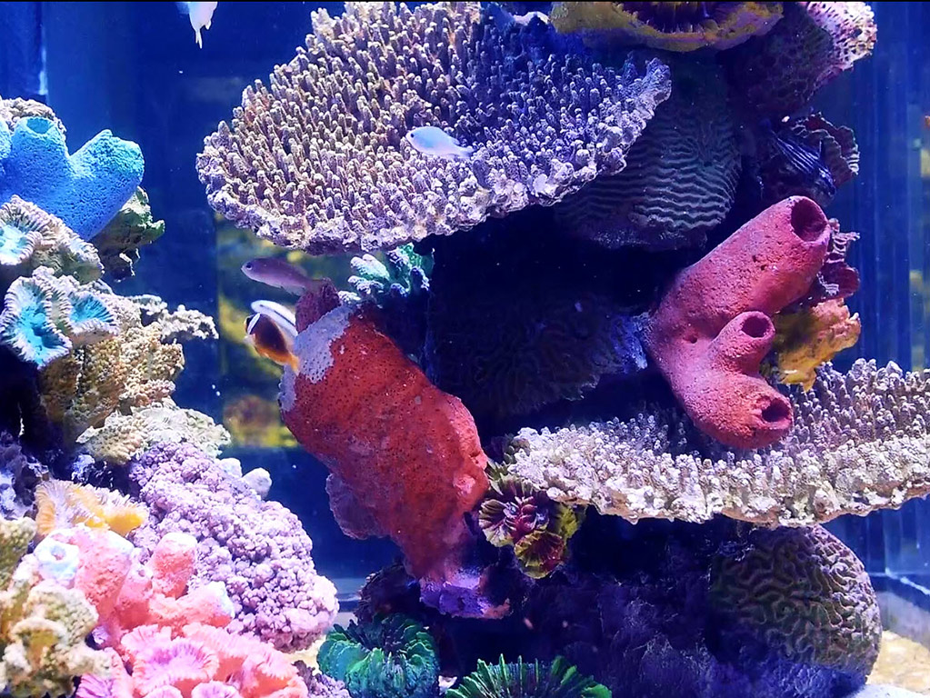 Interactive Aquarium Cancun - Admission