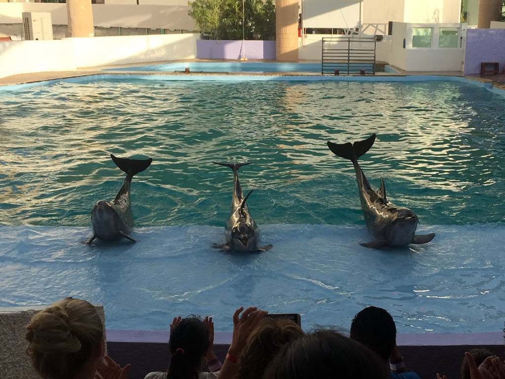 Interactive Aquarium Cancun - Admission