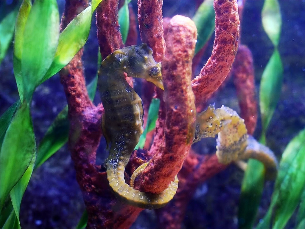 Interactive Aquarium Cancun - Admission