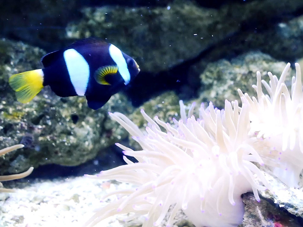 Interactive Aquarium Cancun - Admission