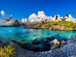 Dolphin Interaction + Xcaret Plus in Cozumel