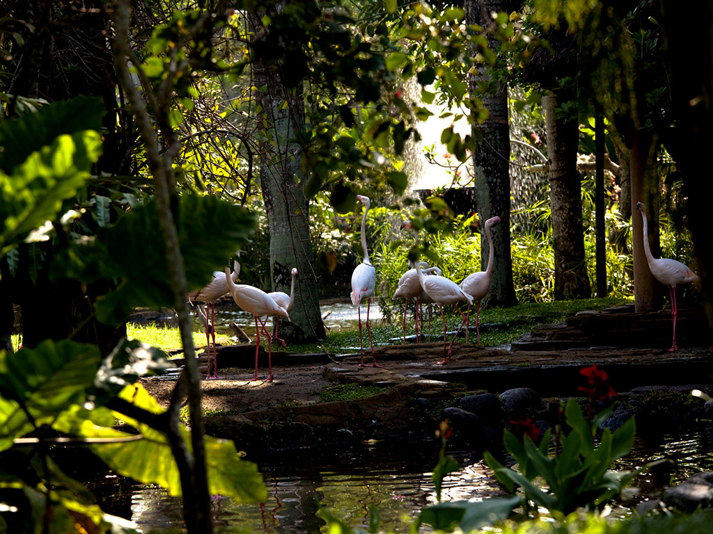 Bali Bird Park Package