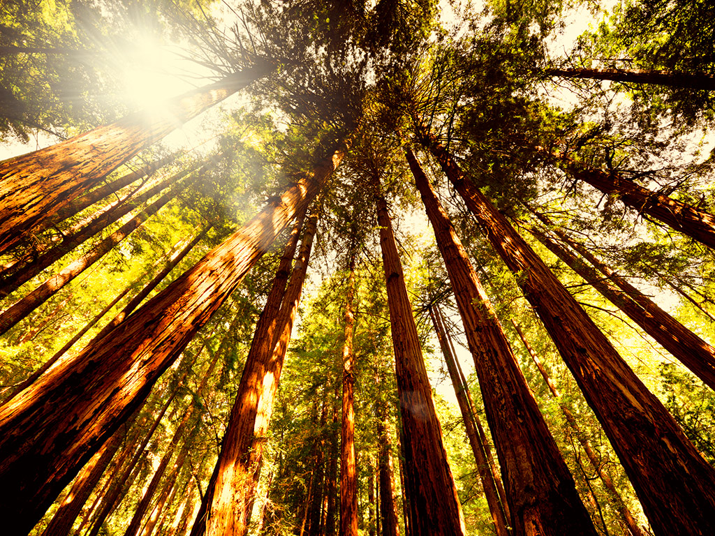 Muir Woods and Sausalito with Bay Cruise - San Francisco