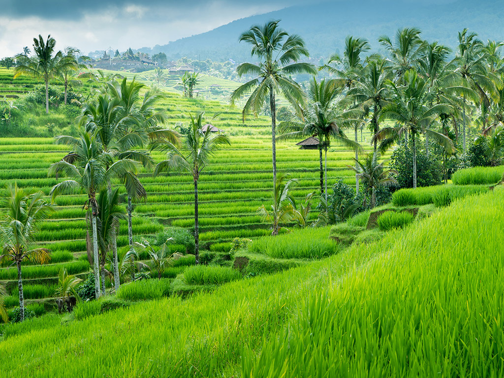 Wonders of Bali - Full-Day Private Tour
