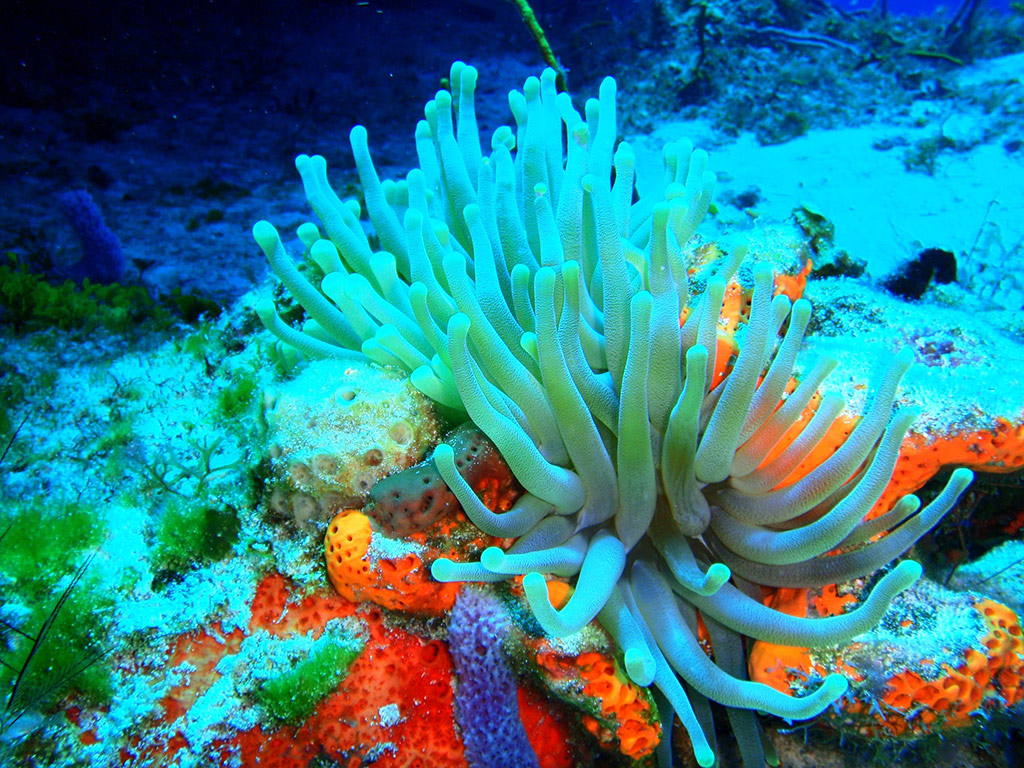 PADI - Discover Scuba Diving
