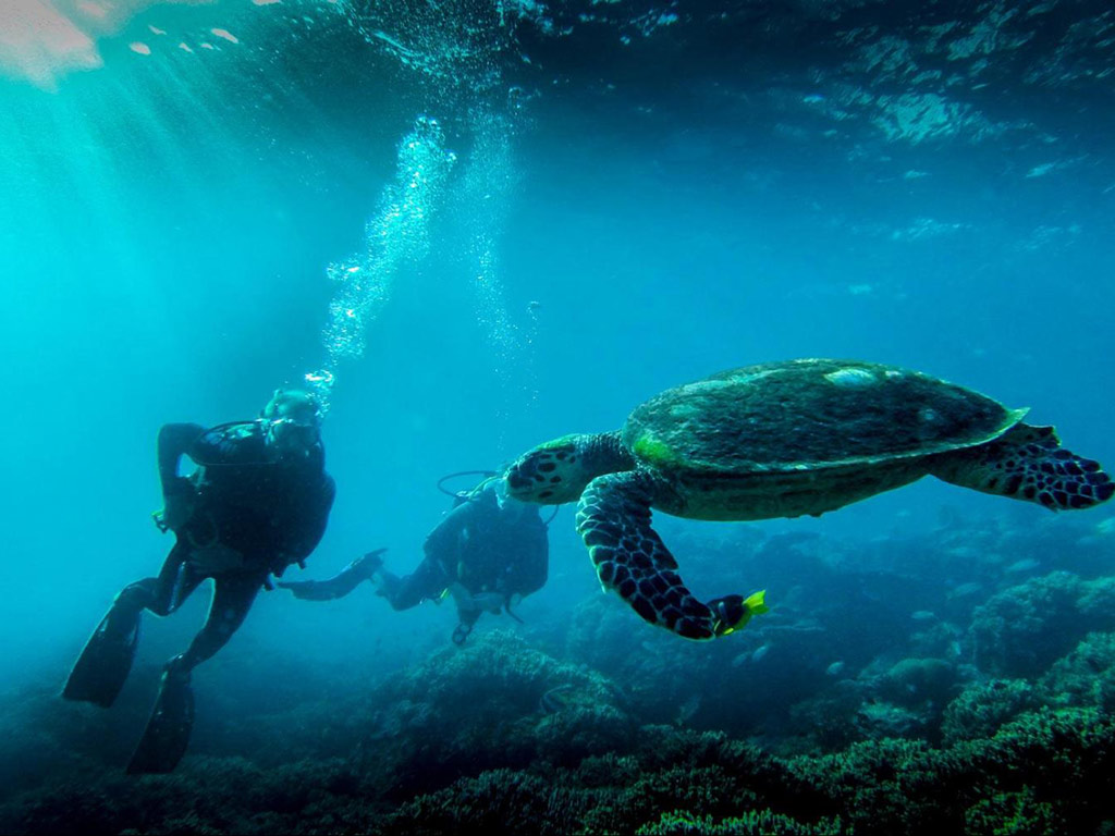 Mussandam Cruise with Lunch and Transfers - Full-Day Tour - Dubai