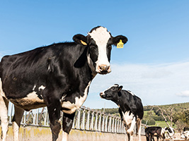 Guided Tour of Subaiba Cheese Factory with Tasting