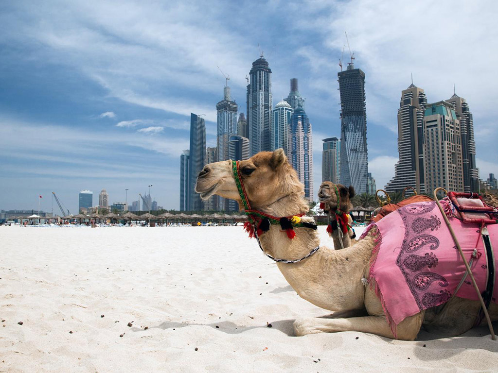 Full Day Dubai Tour with Lunch - Private