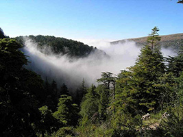 Hiking Adventure in the Cedars Forests near Beirut