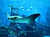 Atlantis Aquaventure and Lost Chamber